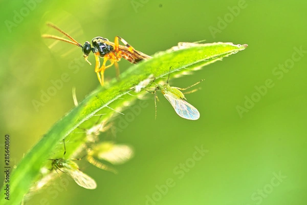 Obraz 곤충. 생태. 