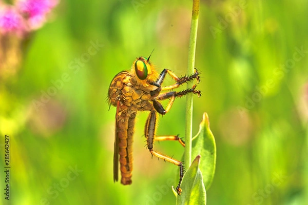 Obraz 곤충. 생태. 