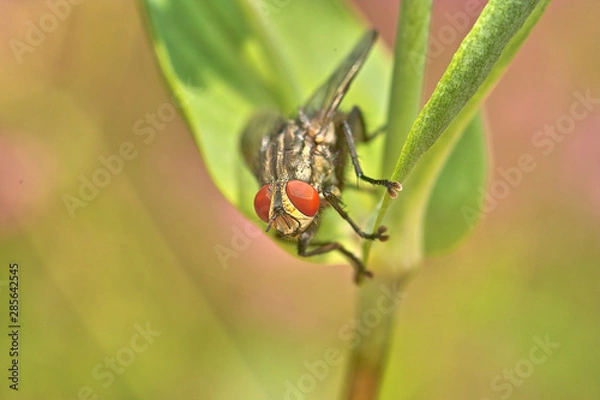Fototapeta 곤충. 생태. 