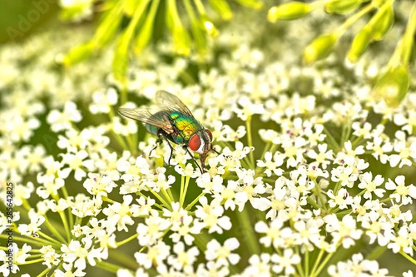 Obraz 곤충. 생태. 