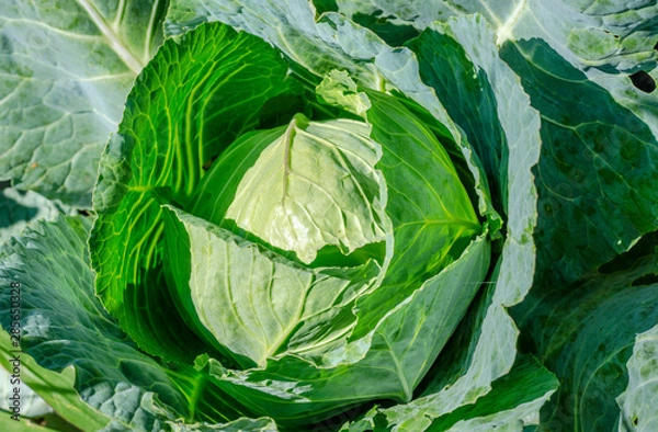 Fototapeta cabbage in the garden