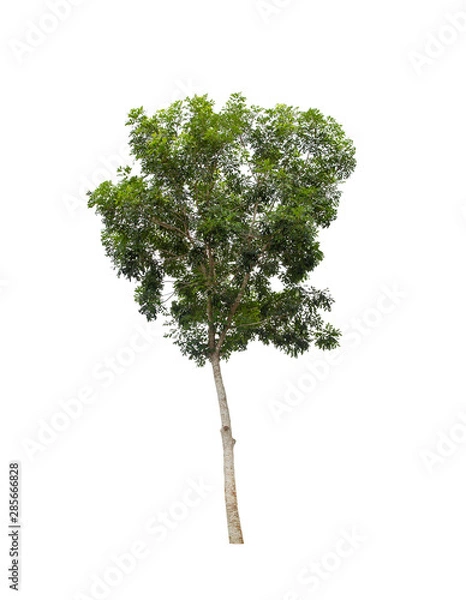 Obraz isolated tree on white background with clipping path