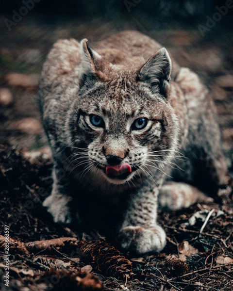 Fototapeta Luchs