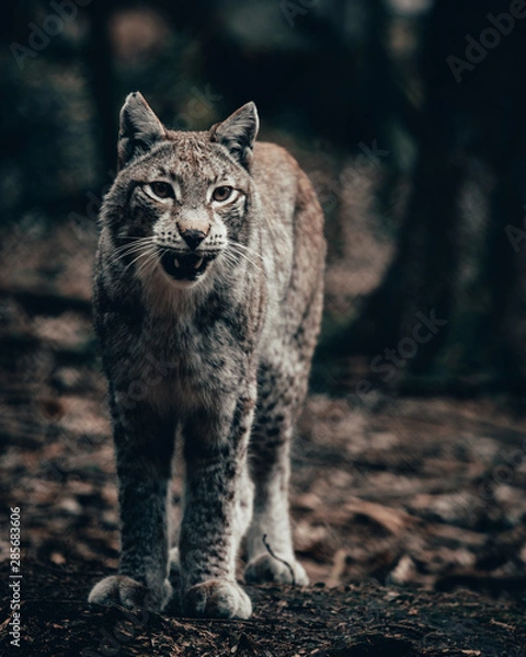 Fototapeta Luchs