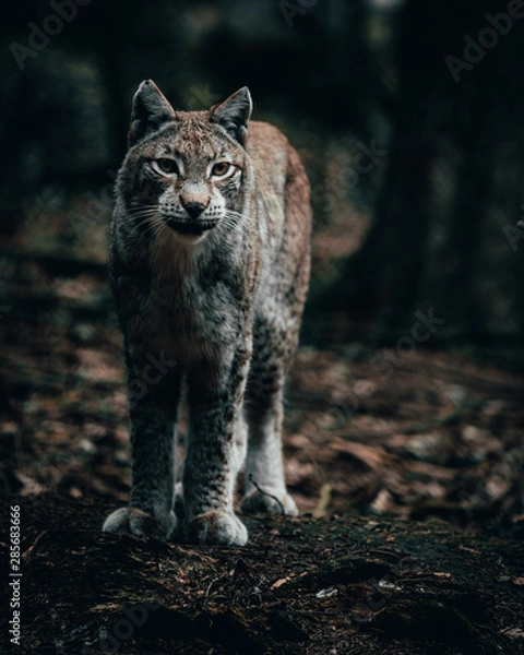 Fototapeta Luchs