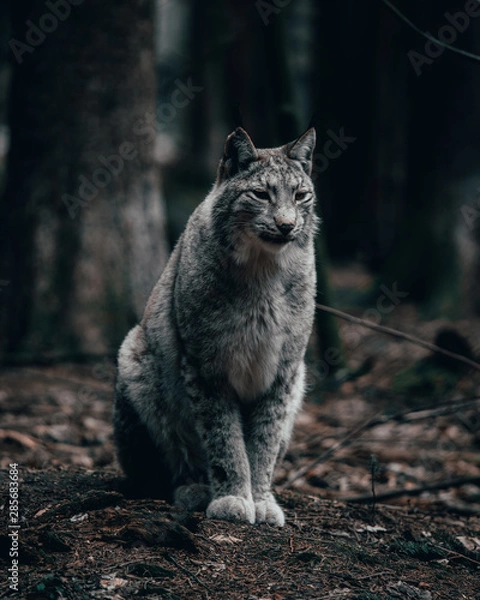 Fototapeta Luchs