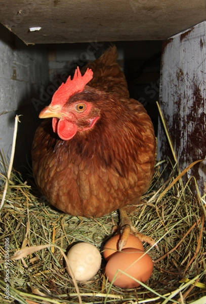 Obraz chiken and eggs