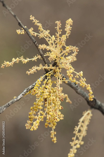 Fototapeta Quercus ilex Spring flowers of holm oak hanging from the end of the branch with the appearance of filaments