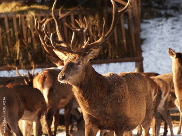 Obraz Wildfütterung