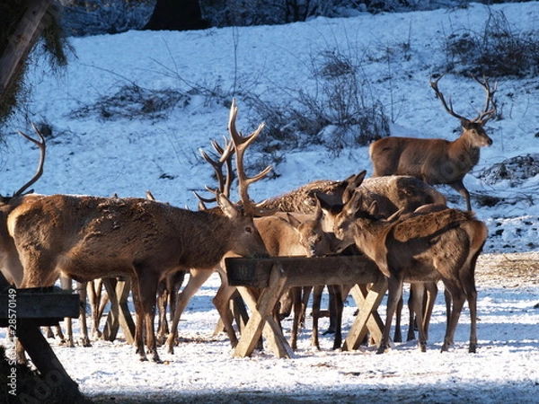 Obraz Wildfütterung