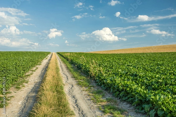 Obraz A dirt road through a beetroot field.