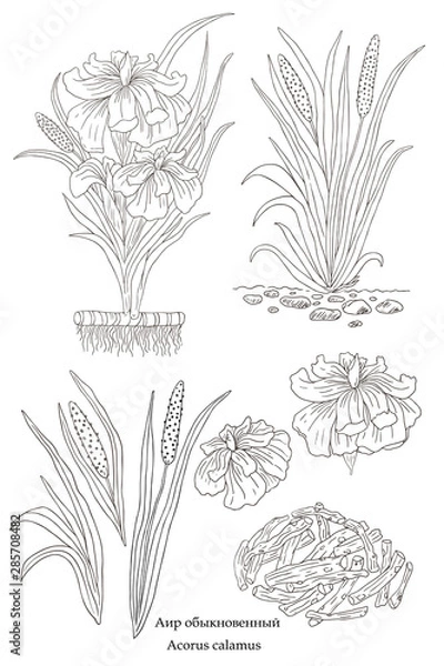 Obraz Acorus calamus-01