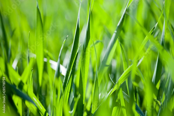 Obraz Field of green grass background.