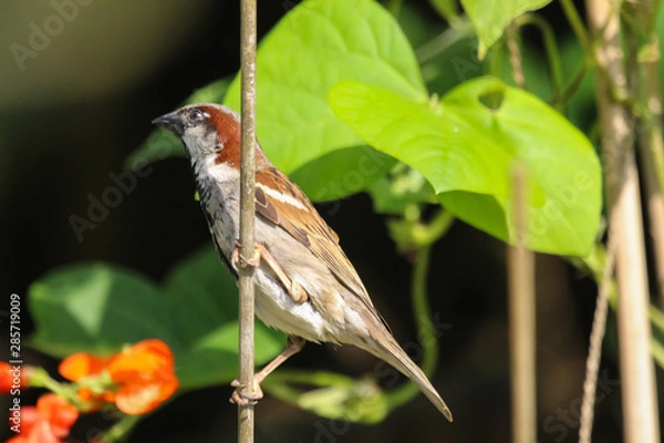 Obraz house sparrow