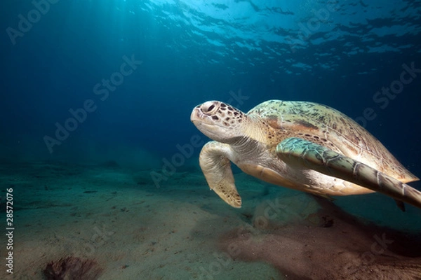 Fototapeta Green turtle and ocean.