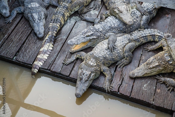 Obraz A group of crocodiles on a wooden raft floating on water seen from a higher vantage point. The central crocs look like buddies with arms around each other. 