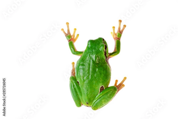 Obraz Green frog climbing on white background.