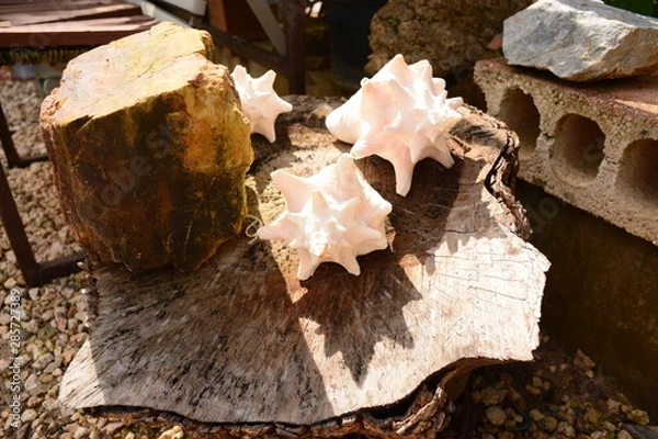 Obraz Shells on Trunk