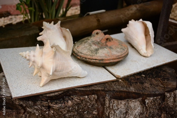 Obraz Rustic Pan Seashell Close Up