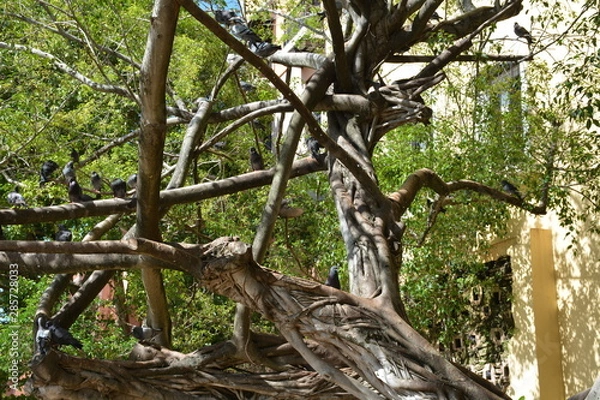 Obraz Tree Branches Close Up