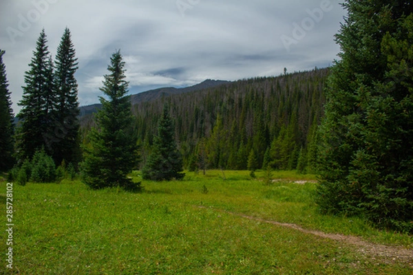 Obraz forest in mountains