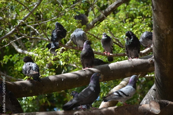 Obraz Dove on Branches