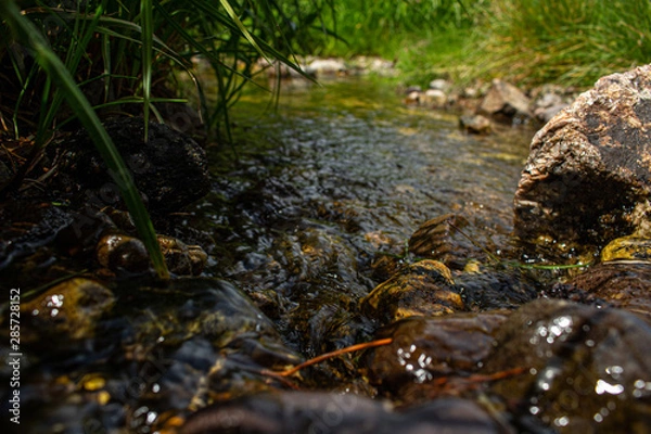 Obraz stream in forest
