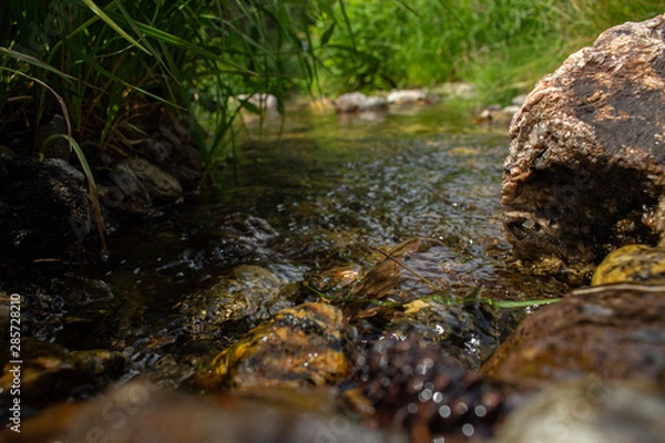 Obraz stream in the forest
