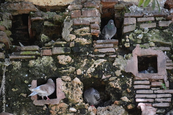 Obraz Dove Wall Nest