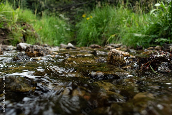 Obraz stream in forest