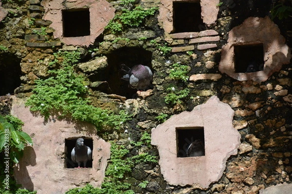 Obraz Dove Wall Nest