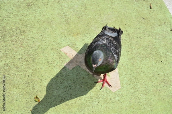 Obraz Dove Playground