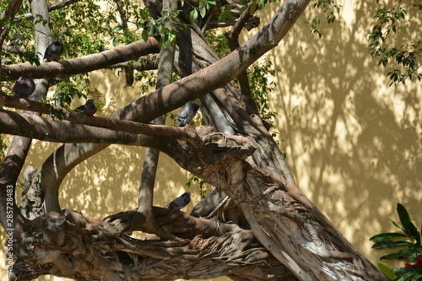 Obraz Tree Branches with Doves