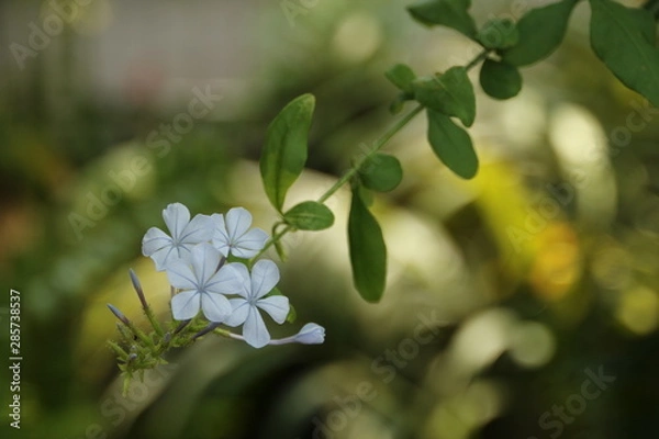 Fototapeta ルリマツリの花
