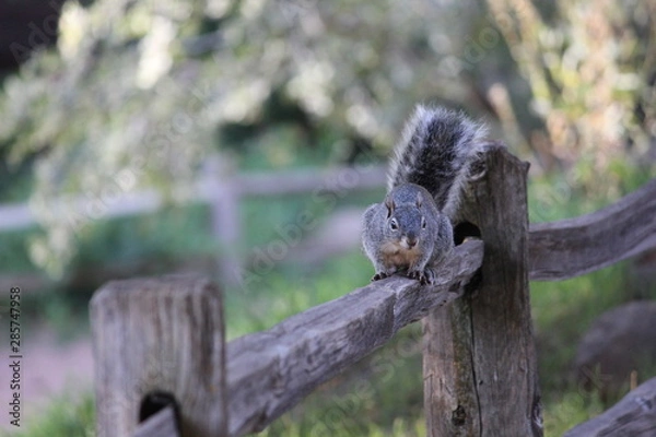Obraz Squirrel Friend