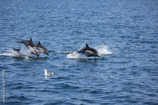 Fototapeta Delfin pospolity