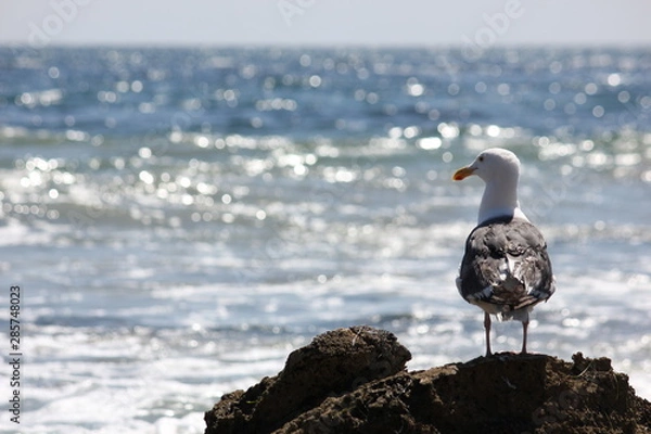 Obraz Seagull watching Ocean