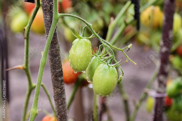 Fototapeta Unripe tomatoes in the garden after rain close-up