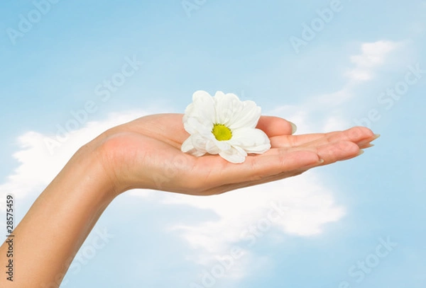 Obraz beautiful female hand with flower