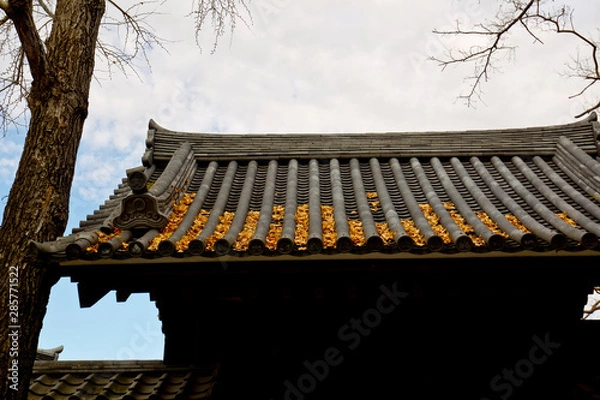 Obraz maple on the  roof