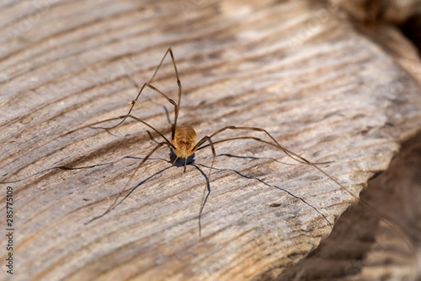 Fototapeta close-up of a Pholcidae (Pholcus phalangioides)