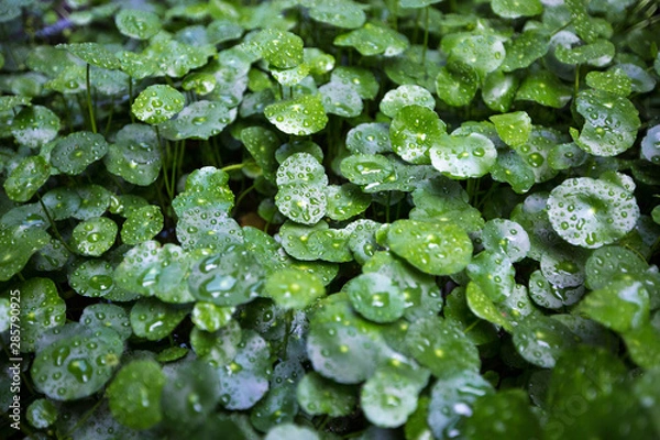 Obraz water drops on green leaf