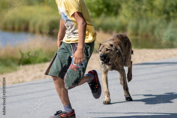 Fototapeta Angry dog.