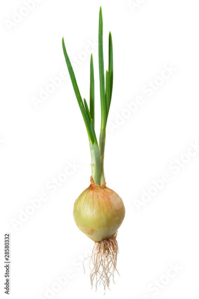 Obraz Onions