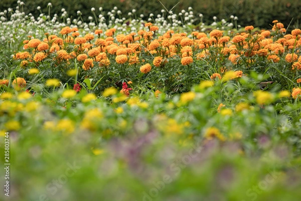 Fototapeta 夏　風景