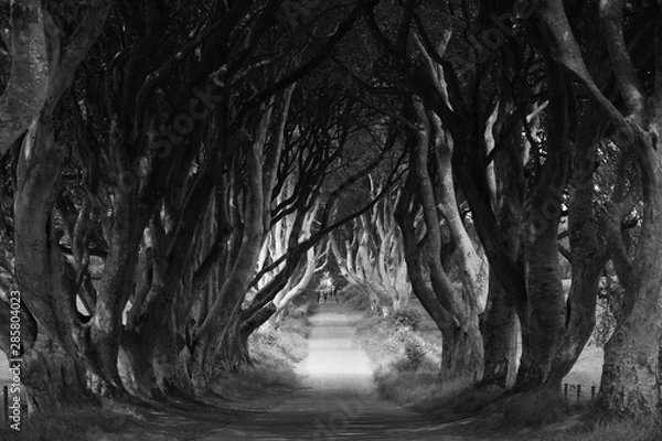 Obraz Dark Hedges