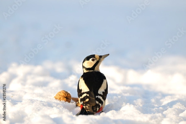 Obraz Buntspecht an der Winterfütterung