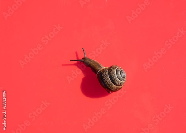 Fototapeta Snail on a colored background. Brown shell. Grape snail is a delicacy, it is eaten as a full, healthy product. It is also bred for use in cosmetology and the pharmaceutical industry.