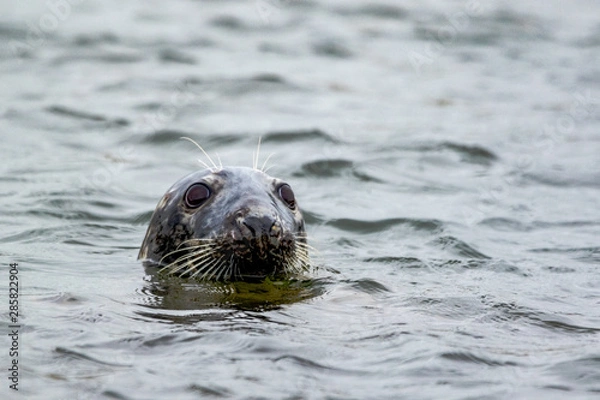 Fototapeta Grey Seal - (Halichoerus grypus) 