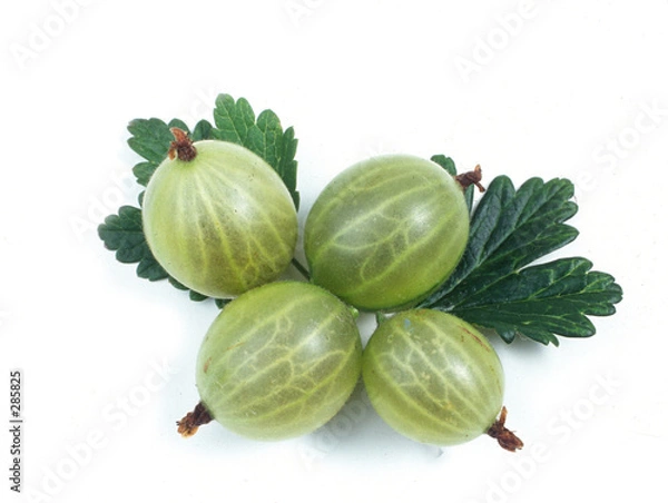 Obraz gooseberry